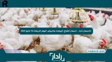 «أسعار نار».. أسعار الفراخ البيضاء والبيض اليوم الأربعاء 14 مايو 2025